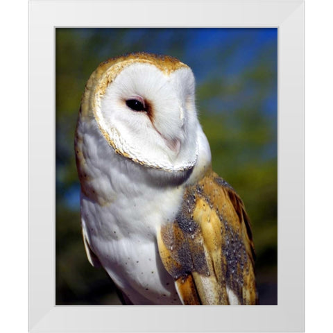Barn Owl White Modern Wood Framed Art Print by Taylor, Douglas