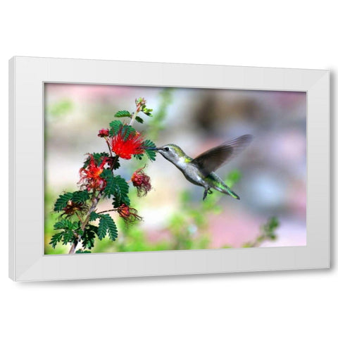 Hummingbird White Modern Wood Framed Art Print by Taylor, Douglas