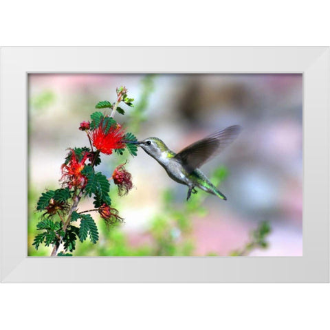 Hummingbird White Modern Wood Framed Art Print by Taylor, Douglas