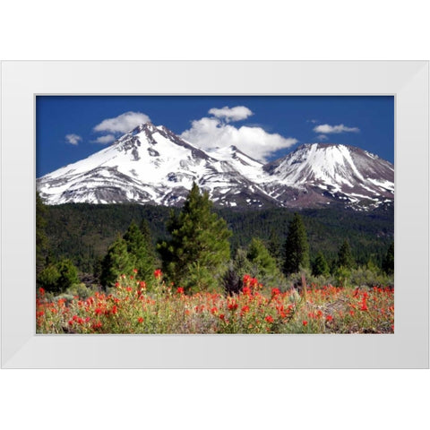 Indian Paintbrush White Modern Wood Framed Art Print by Taylor, Douglas