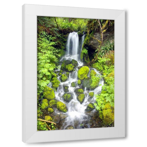 Rainforest Falls White Modern Wood Framed Art Print by Taylor, Douglas
