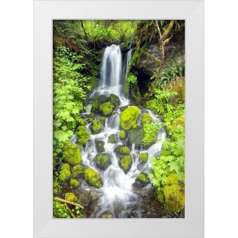 Rainforest Falls White Modern Wood Framed Art Print by Taylor, Douglas