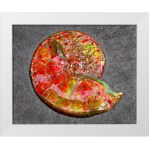 Ammonite in Matrix White Modern Wood Framed Art Print by Taylor, Douglas