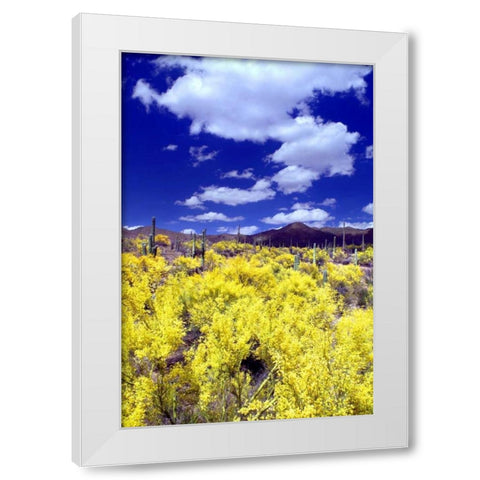 Palo Verde Bloom White Modern Wood Framed Art Print by Taylor, Douglas