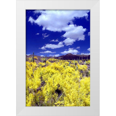 Palo Verde Bloom White Modern Wood Framed Art Print by Taylor, Douglas
