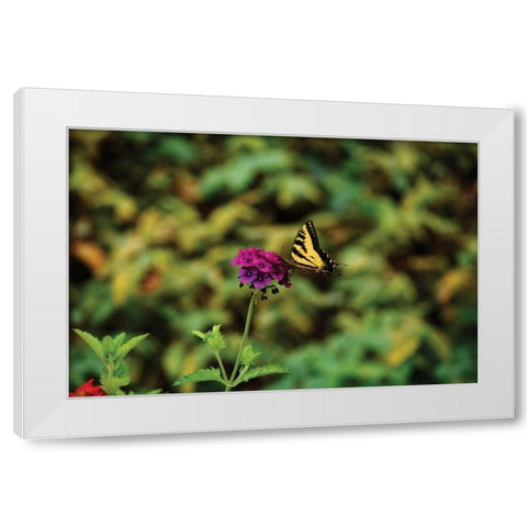Garden Butterfly I White Modern Wood Framed Art Print by Clayton-Thompson, Philip
