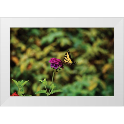 Garden Butterfly I White Modern Wood Framed Art Print by Clayton-Thompson, Philip