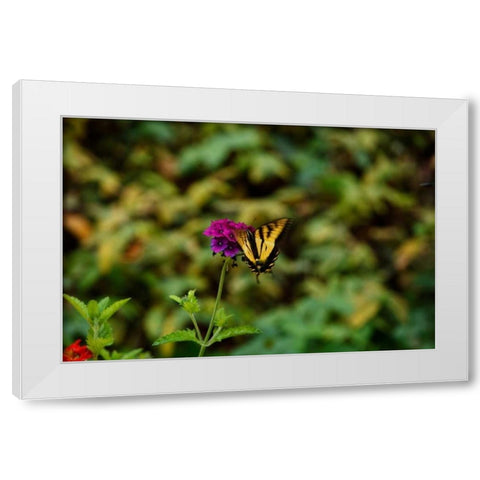 Garden Butterfly II White Modern Wood Framed Art Print by Clayton-Thompson, Philip