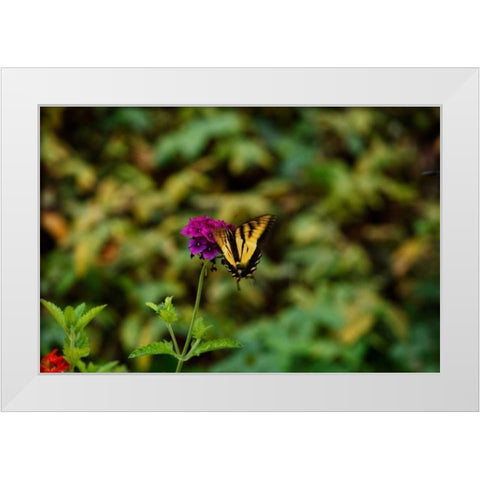 Garden Butterfly II White Modern Wood Framed Art Print by Clayton-Thompson, Philip