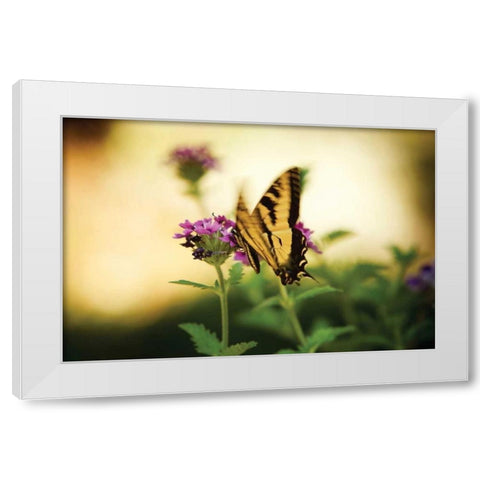 Garden Butterfly III White Modern Wood Framed Art Print by Clayton-Thompson, Philip