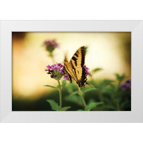 Garden Butterfly III White Modern Wood Framed Art Print by Clayton-Thompson, Philip