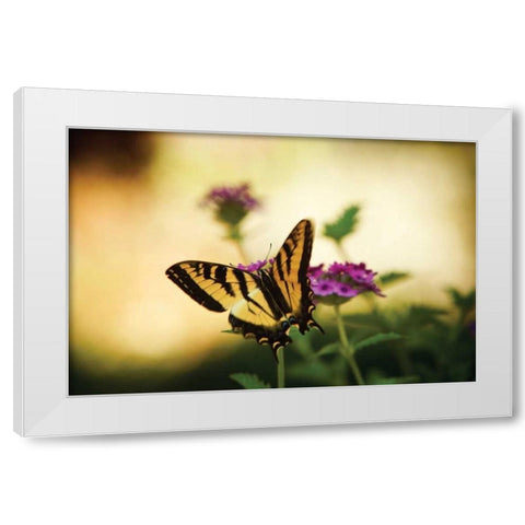 Garden Butterfly IV White Modern Wood Framed Art Print by Clayton-Thompson, Philip
