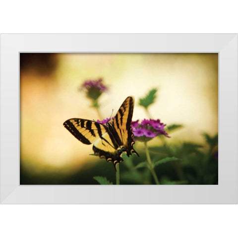 Garden Butterfly IV White Modern Wood Framed Art Print by Clayton-Thompson, Philip