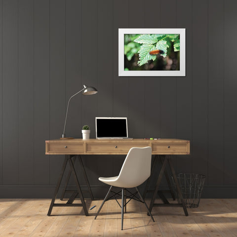Caterpillar on Leaf II White Modern Wood Framed Art Print by Thomas, Logan