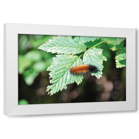 Caterpillar on Leaf II White Modern Wood Framed Art Print by Thomas, Logan