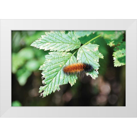 Caterpillar on Leaf II White Modern Wood Framed Art Print by Thomas, Logan