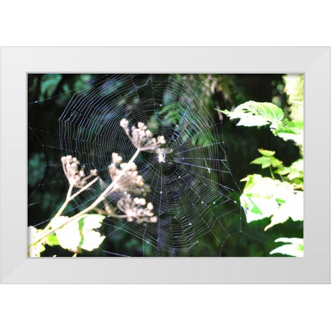 Spiderweb I White Modern Wood Framed Art Print by Thomas, Logan