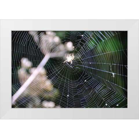 Spiderweb II White Modern Wood Framed Art Print by Thomas, Logan