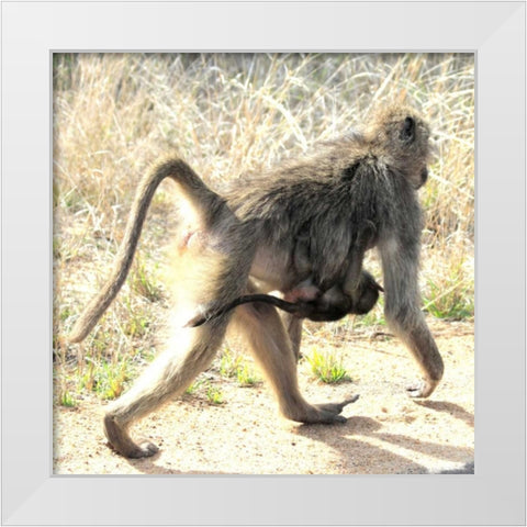 Safari Baboon and Baby II White Modern Wood Framed Art Print by Underdahl, Dana