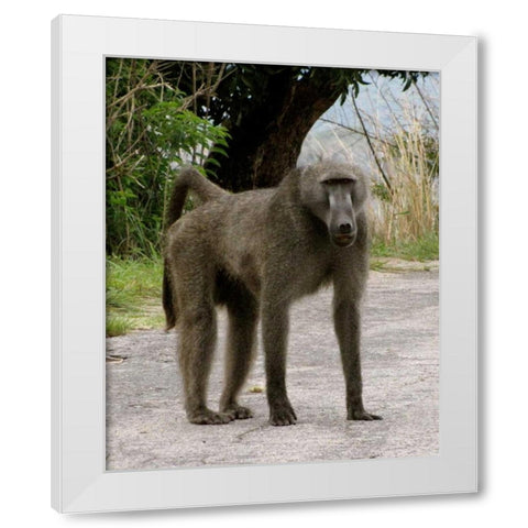 Baboon IV White Modern Wood Framed Art Print by Underdahl, Dana