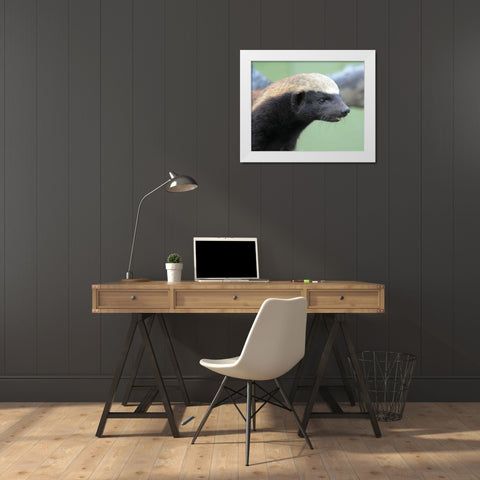 Badger I White Modern Wood Framed Art Print by Underdahl, Dana
