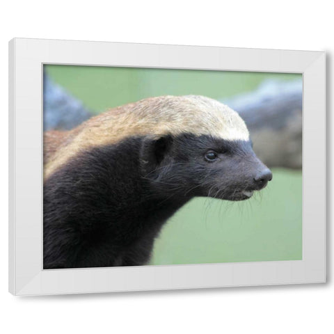 Badger I White Modern Wood Framed Art Print by Underdahl, Dana
