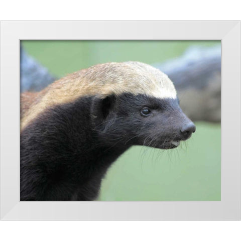 Badger I White Modern Wood Framed Art Print by Underdahl, Dana