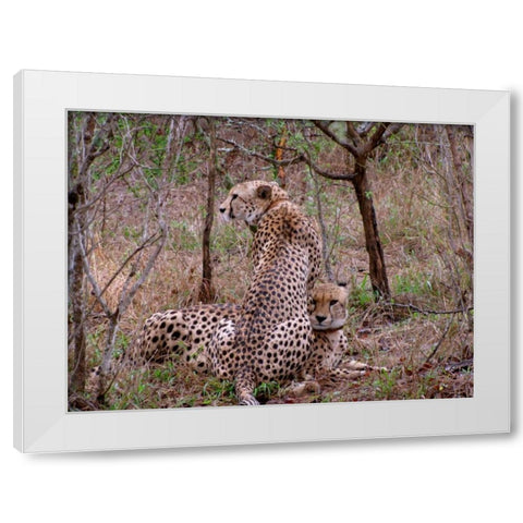 Safari Cheetah III White Modern Wood Framed Art Print by Underdahl, Dana