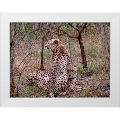 Safari Cheetah III White Modern Wood Framed Art Print by Underdahl, Dana