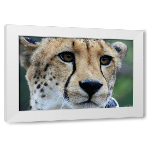 Cheetah I White Modern Wood Framed Art Print by Underdahl, Dana
