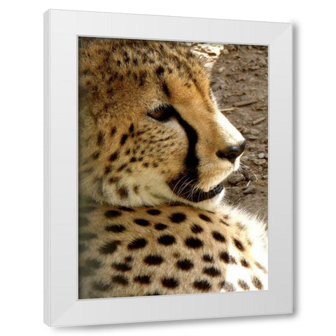 Cheetah Portrait I White Modern Wood Framed Art Print by Underdahl, Dana