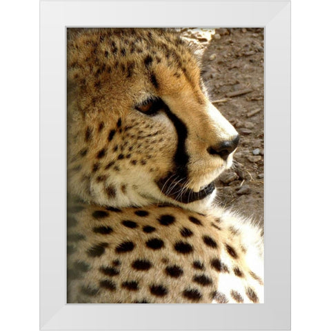 Cheetah Portrait I White Modern Wood Framed Art Print by Underdahl, Dana
