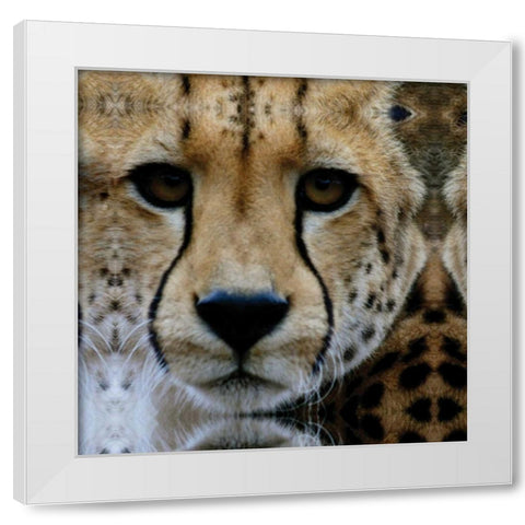 Cheetah Portrait III White Modern Wood Framed Art Print by Underdahl, Dana