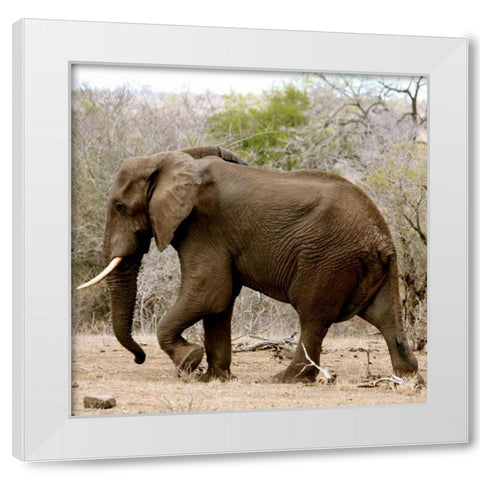 Elephant II White Modern Wood Framed Art Print by Underdahl, Dana