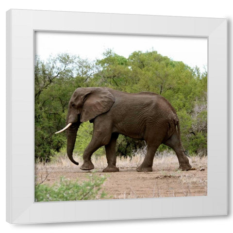 Safari Elephant I White Modern Wood Framed Art Print by Underdahl, Dana