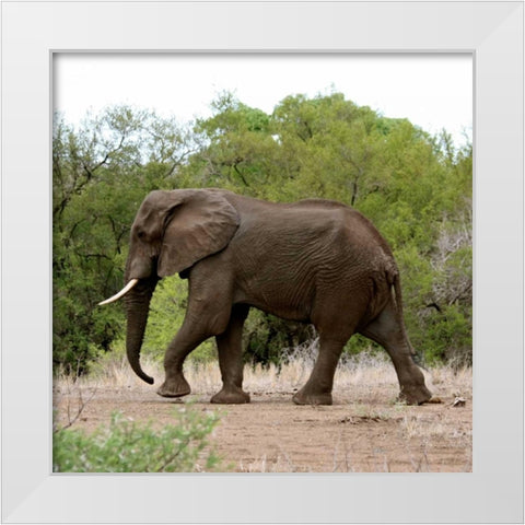 Safari Elephant I White Modern Wood Framed Art Print by Underdahl, Dana