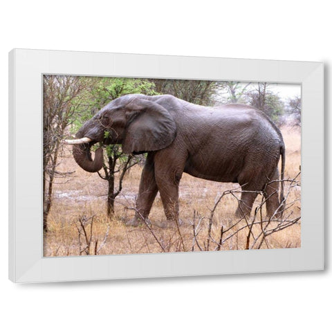 African Elephant I White Modern Wood Framed Art Print by Underdahl, Dana