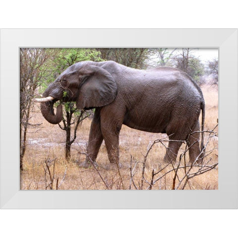 African Elephant I White Modern Wood Framed Art Print by Underdahl, Dana