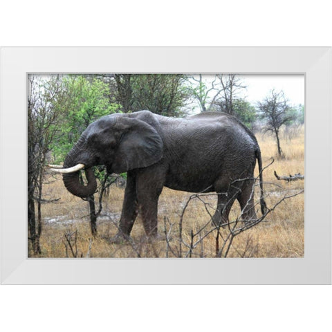 African Elephant II White Modern Wood Framed Art Print by Underdahl, Dana