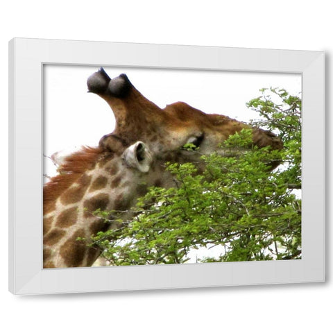 Giraffe I White Modern Wood Framed Art Print by Underdahl, Dana