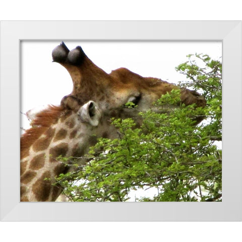 Giraffe I White Modern Wood Framed Art Print by Underdahl, Dana