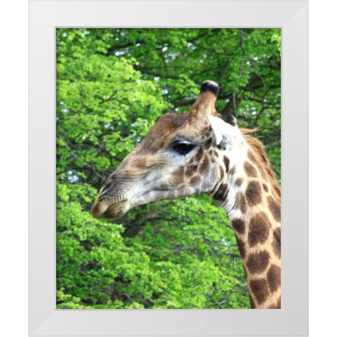 Giraffe III White Modern Wood Framed Art Print by Underdahl, Dana