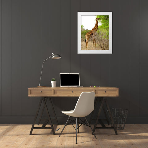 Giraffe Walk III White Modern Wood Framed Art Print by Underdahl, Dana