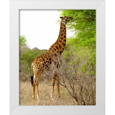 Giraffe Walk III White Modern Wood Framed Art Print by Underdahl, Dana