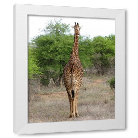 Giraffe Walk IV White Modern Wood Framed Art Print by Underdahl, Dana