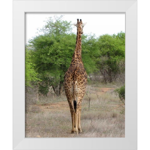 Giraffe Walk IV White Modern Wood Framed Art Print by Underdahl, Dana