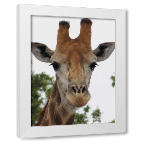 Giraffe Portrait III White Modern Wood Framed Art Print by Underdahl, Dana