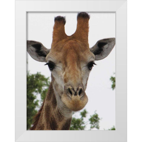 Giraffe Portrait III White Modern Wood Framed Art Print by Underdahl, Dana