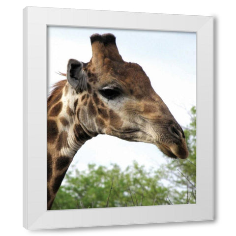 Giraffe Portrait IV White Modern Wood Framed Art Print by Underdahl, Dana