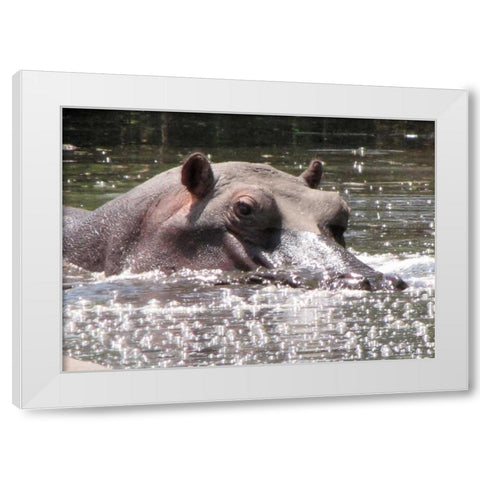 Hippo I White Modern Wood Framed Art Print by Underdahl, Dana